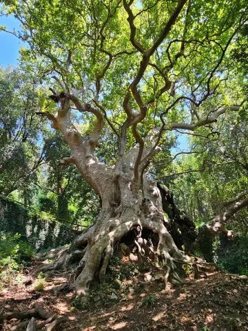 Platanus orientalis